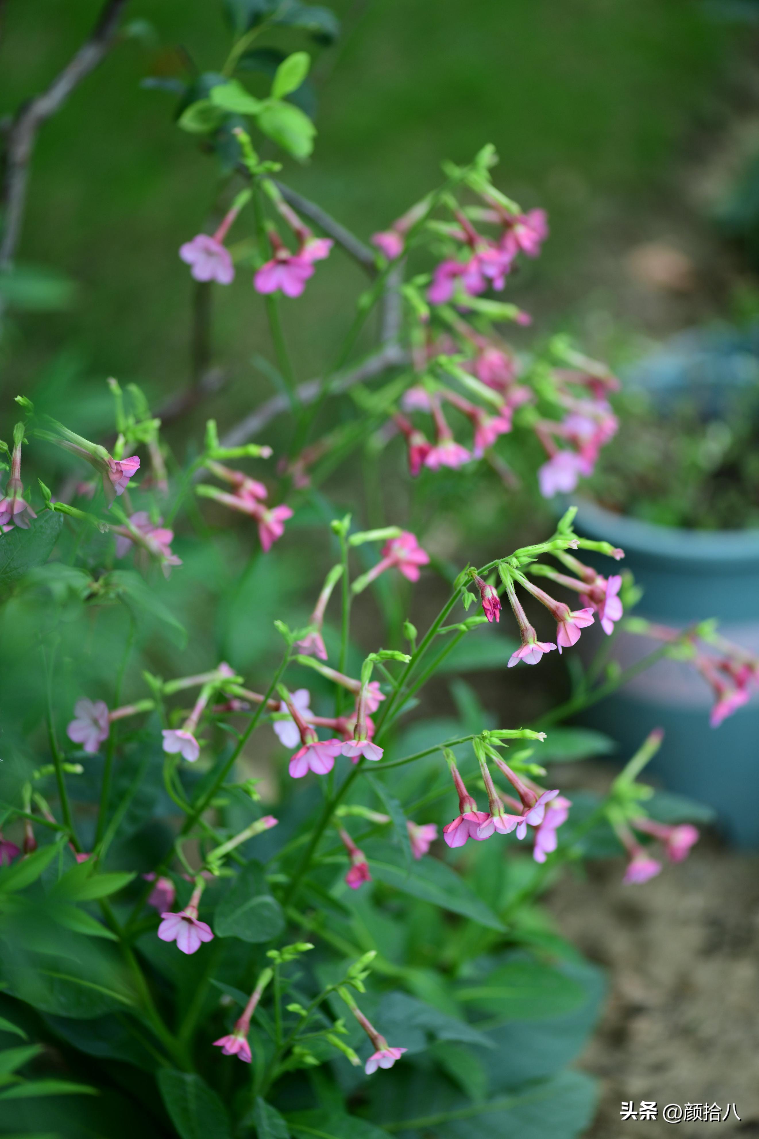 冬天开花的室外花卉盆栽,温室盆栽观花花卉植物