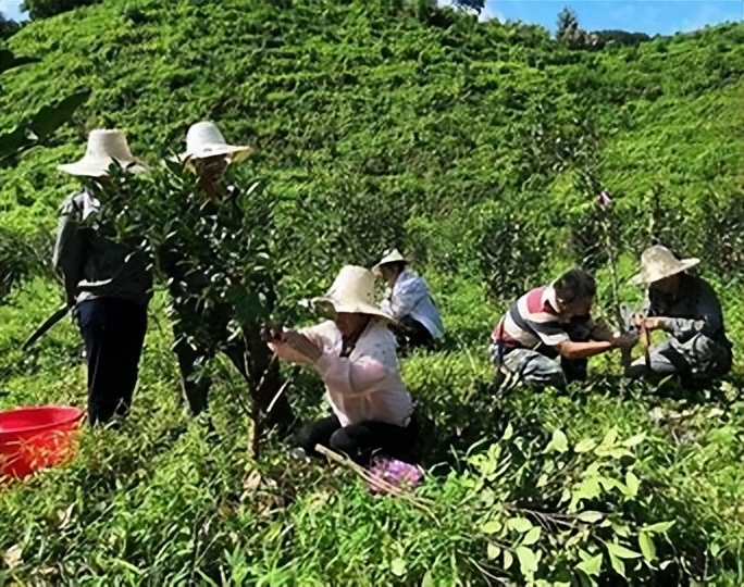 利用林业资源带动经济发展的举措,利用与发展