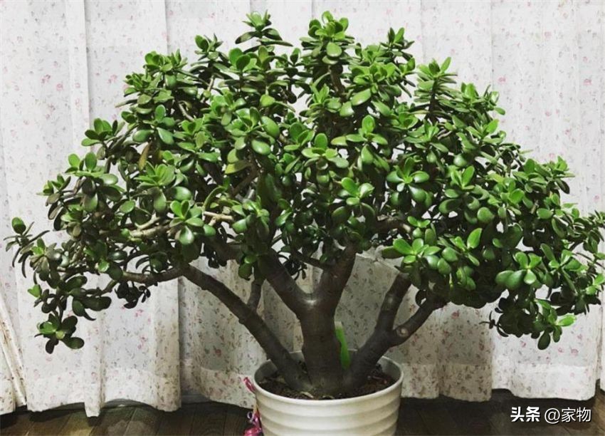 客厅放绿植好养吗,客厅放绿植有什么忌讳