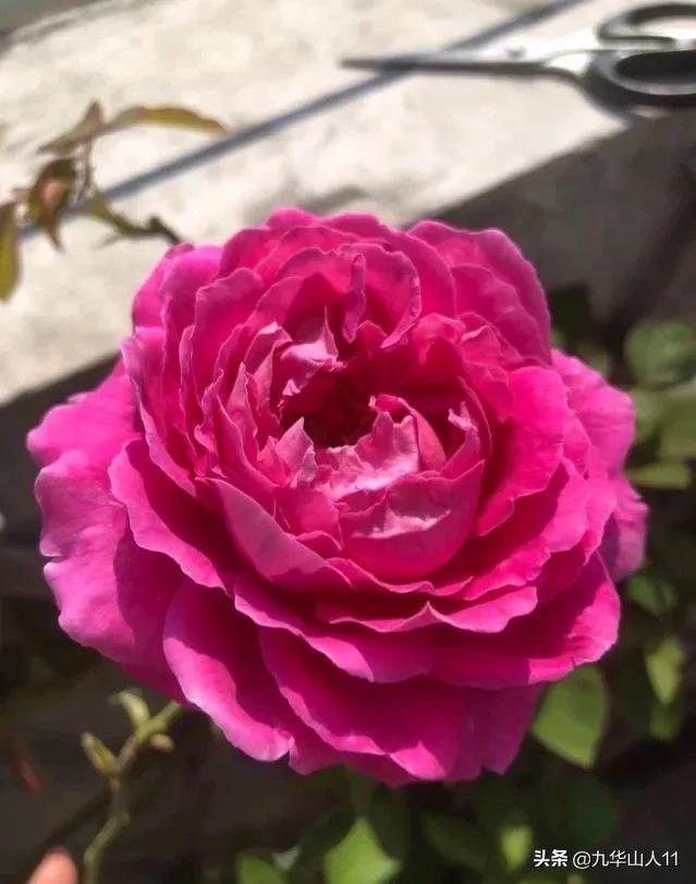 大花浓香勤花的月季品种,大花月季品种介绍大全图片及价格