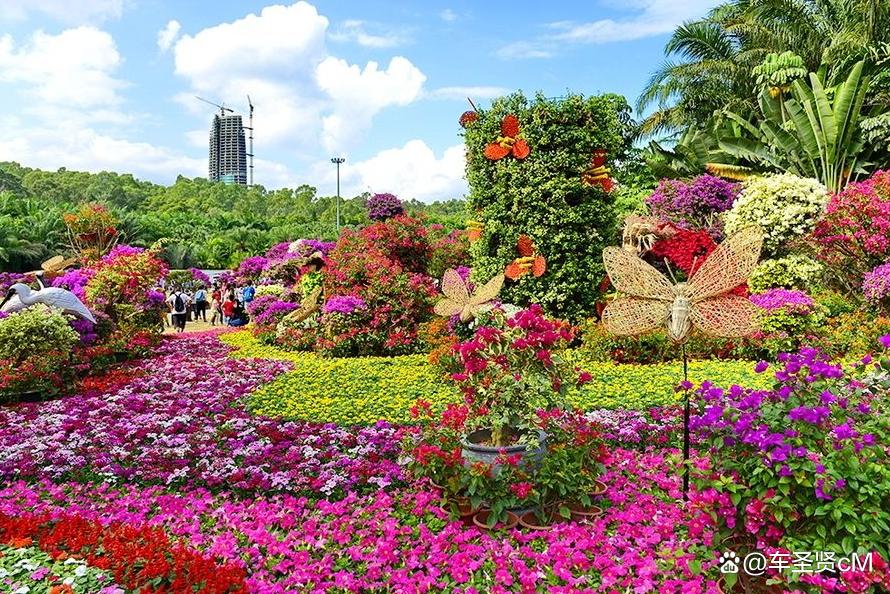 深圳莲花山公园风景,深圳人气最旺的公园