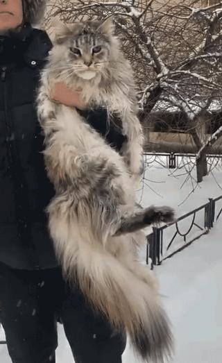 这几种猫不要养,哪几种猫便宜又好养