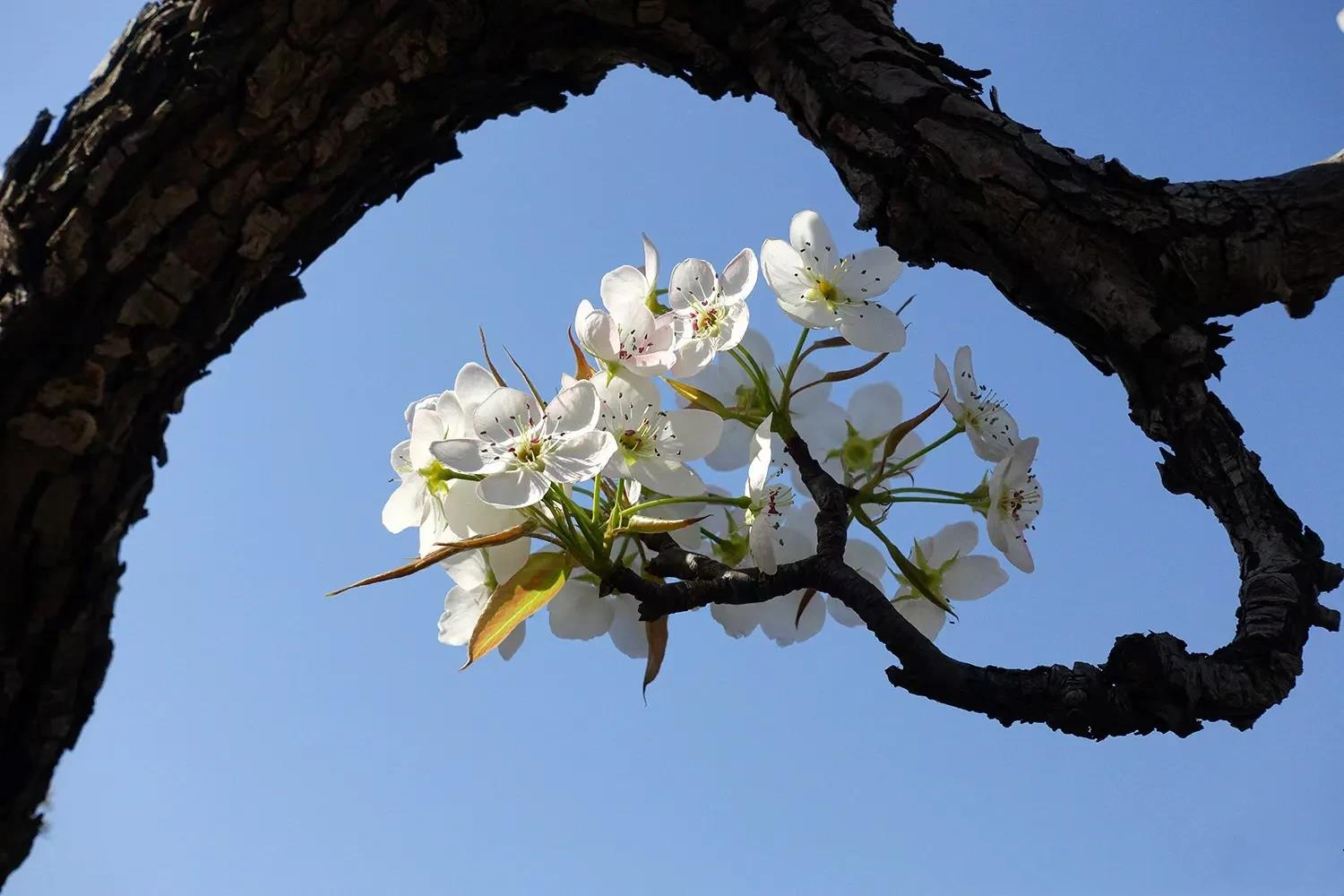 人民网推荐清明节诗词,诵读清明节经典诗词