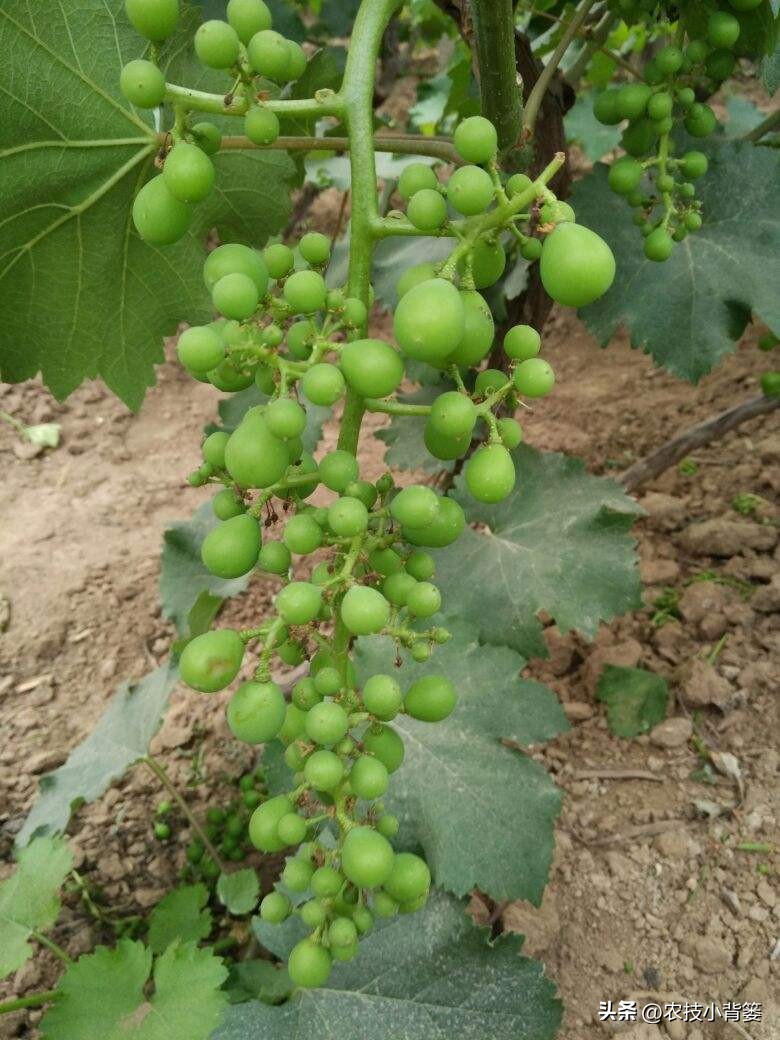 怎样解决葡萄大小不一的问题,解决葡萄发芽不整齐的问题