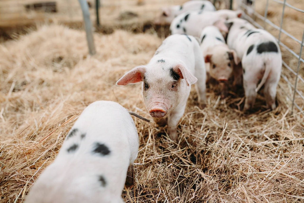 猪咬尾巴是什么原因，怎么治疗？猪咬尾巴有什么好办法调理
