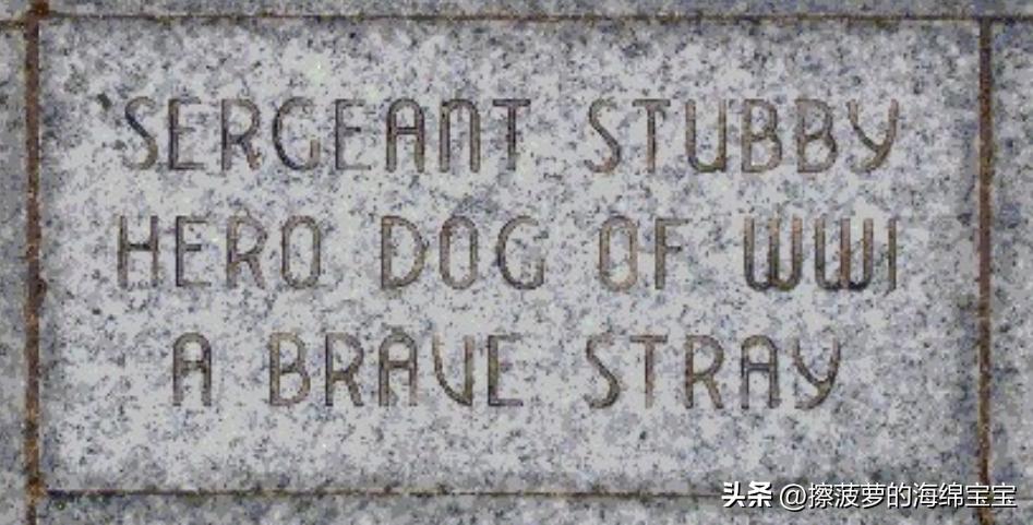 二战军犬传奇故事,一战斯塔比原型事件