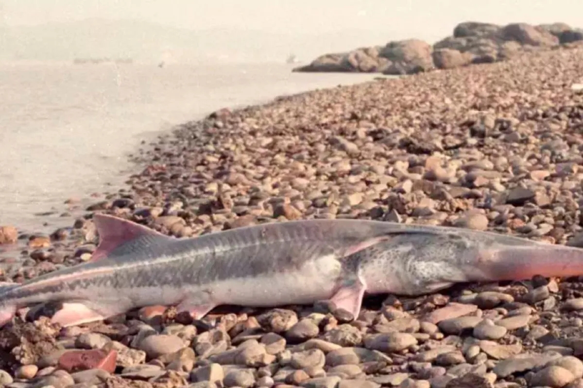 痛心：“中国淡水鱼王”灭绝！中华匙吻鲟，终于还是没迈过这道坎