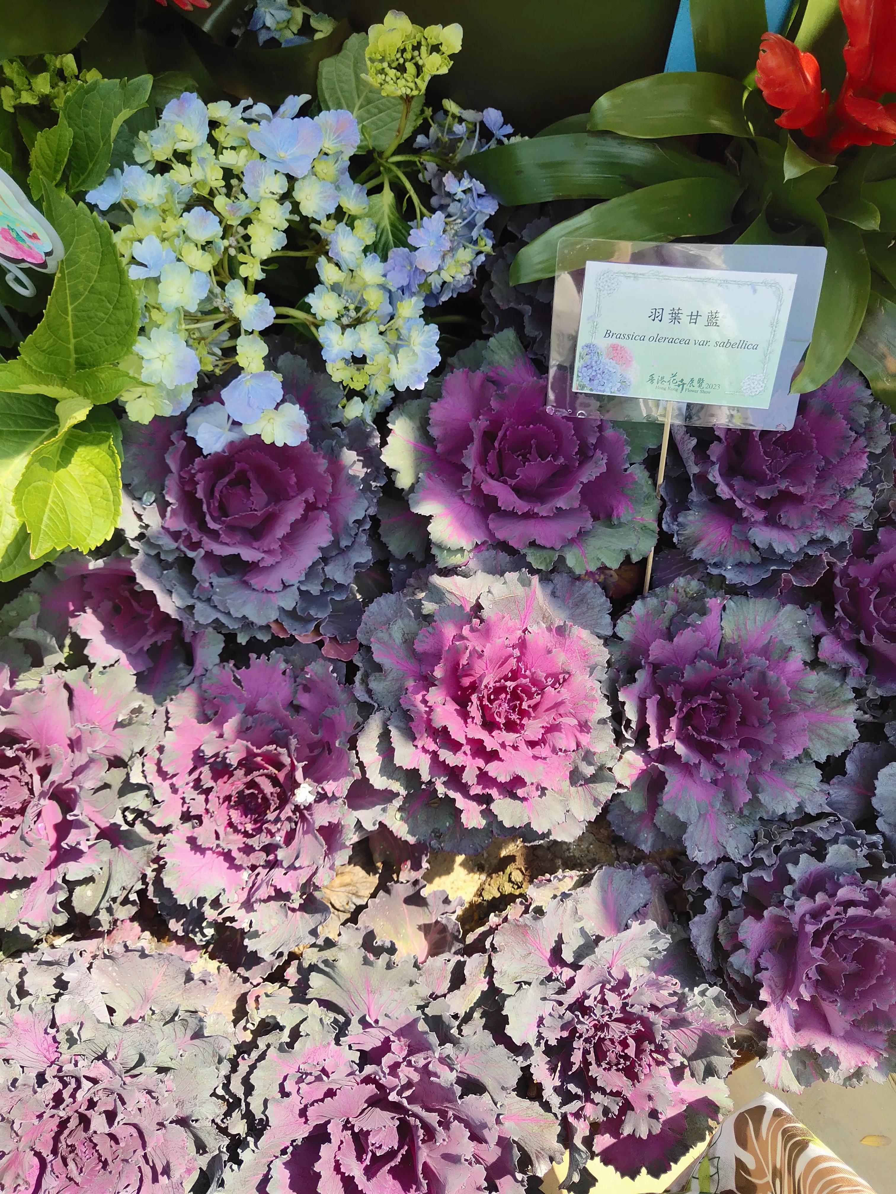 香港参观,参观花展感悟