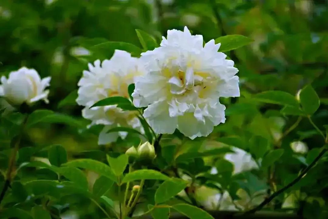 花开荼蘼花事了诗句,花开到荼蘼的诗句