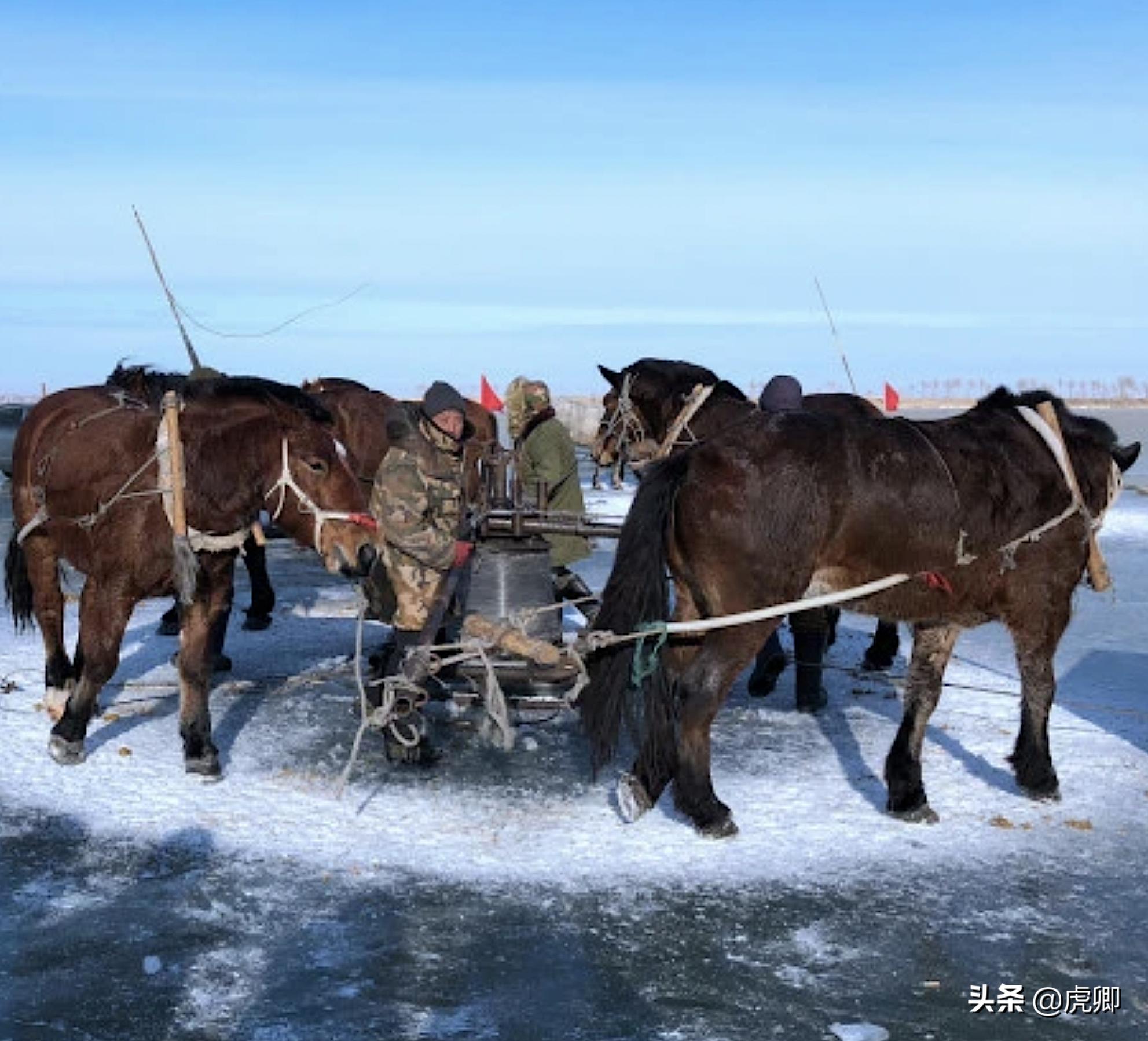历史以来查干湖头鱼最高价,十大天价鱼
