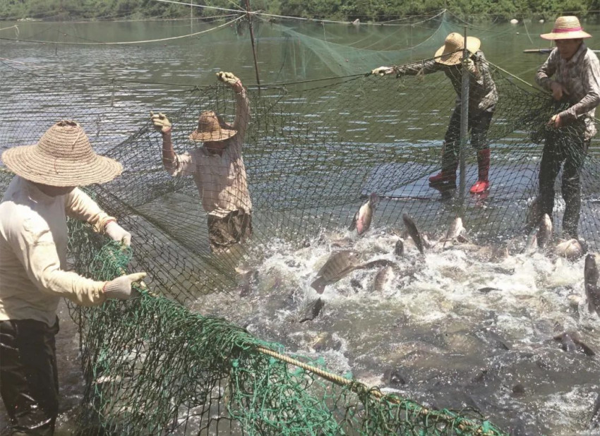 这种鱼叫鲷不是鲷，无土腥味却因名字被厨师误解多年