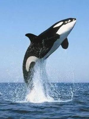 罕见绝美的小动物图片,罕见的动物有趣照片难得一见