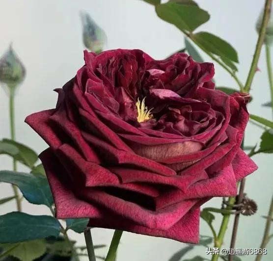 欧月皇宫深紫色月季花,月季花美图