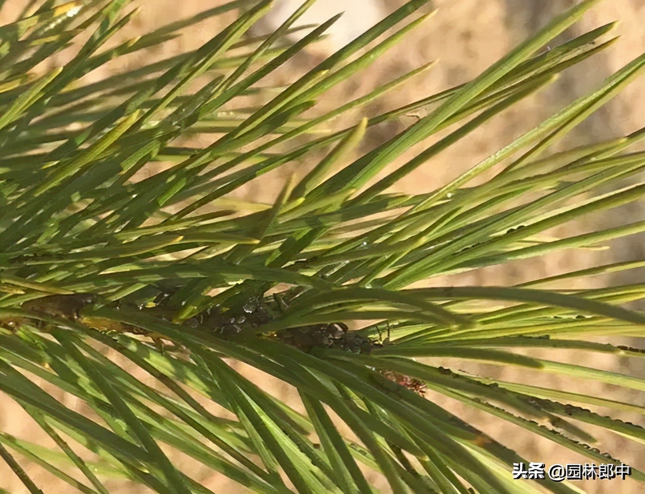 松大蚜为害标准,松树防螟虫