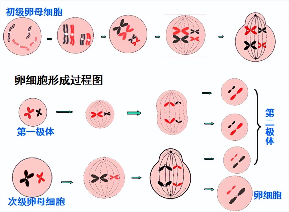 单卵双胞胎和双卵双胞胎的区别,单卵双胞胎异卵