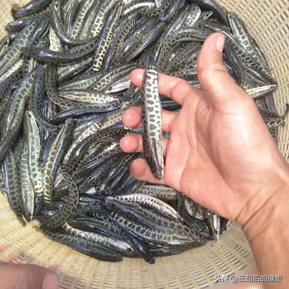 人工饲料和野生杂鱼,人工混合鱼饲料配方