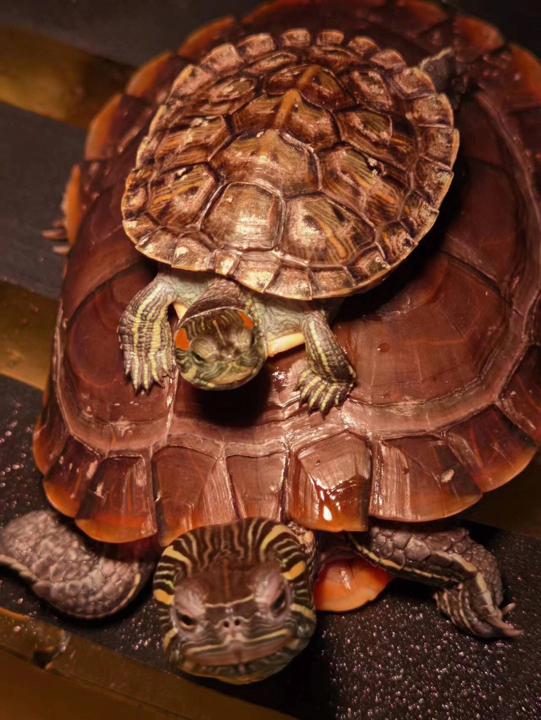 养龟必备的十大药,养龟知识100条解决养龟常见问题