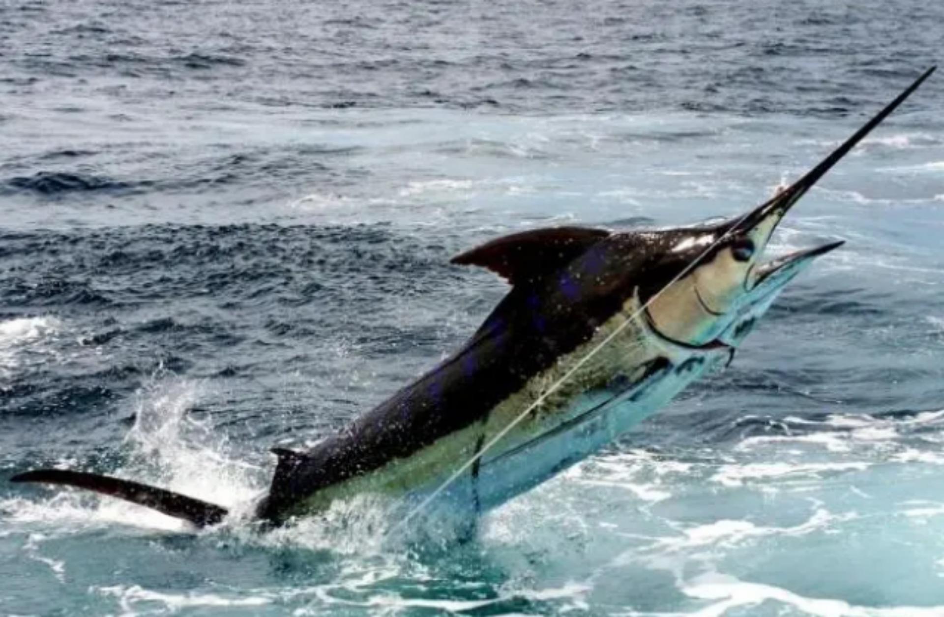 2021年非洲渔民捕到一条3.5米长巨鱼，卖出1910万，真是一本万利