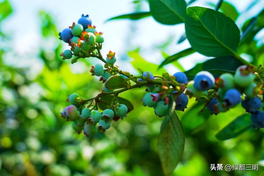 缤纷水果季即将开始！来建宁释放夏日多巴胺