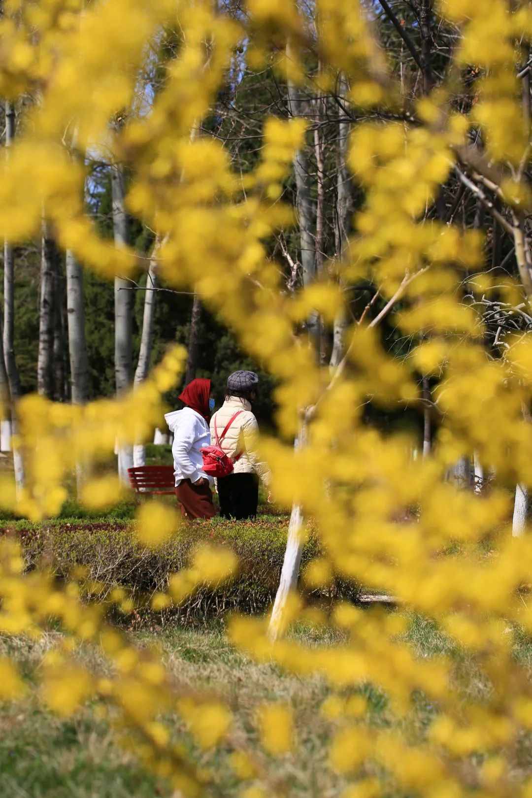 商城谷雨茶,邀您一起共品谷雨茶