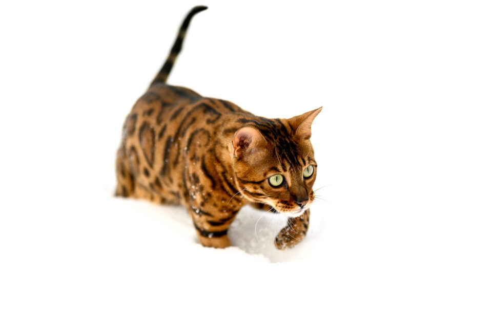 尼康z系列图片大全,尼康Z口系列