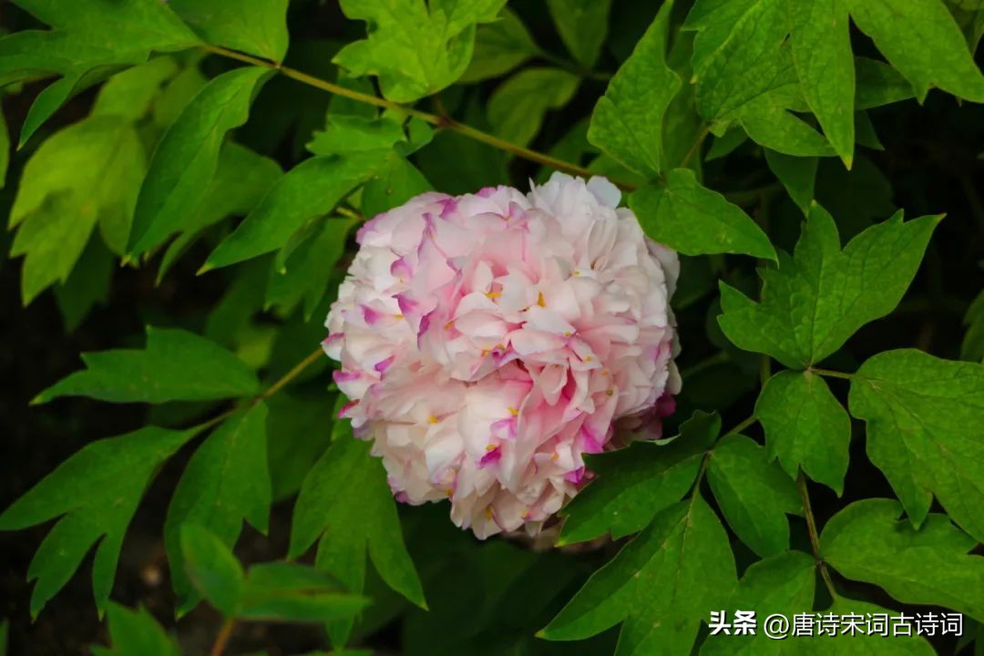 芍药花开了,色彩缤纷芍药花文字