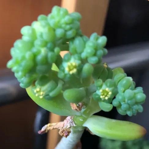 100种迷人的“数字花”,从零到一百万,真是太神奇了