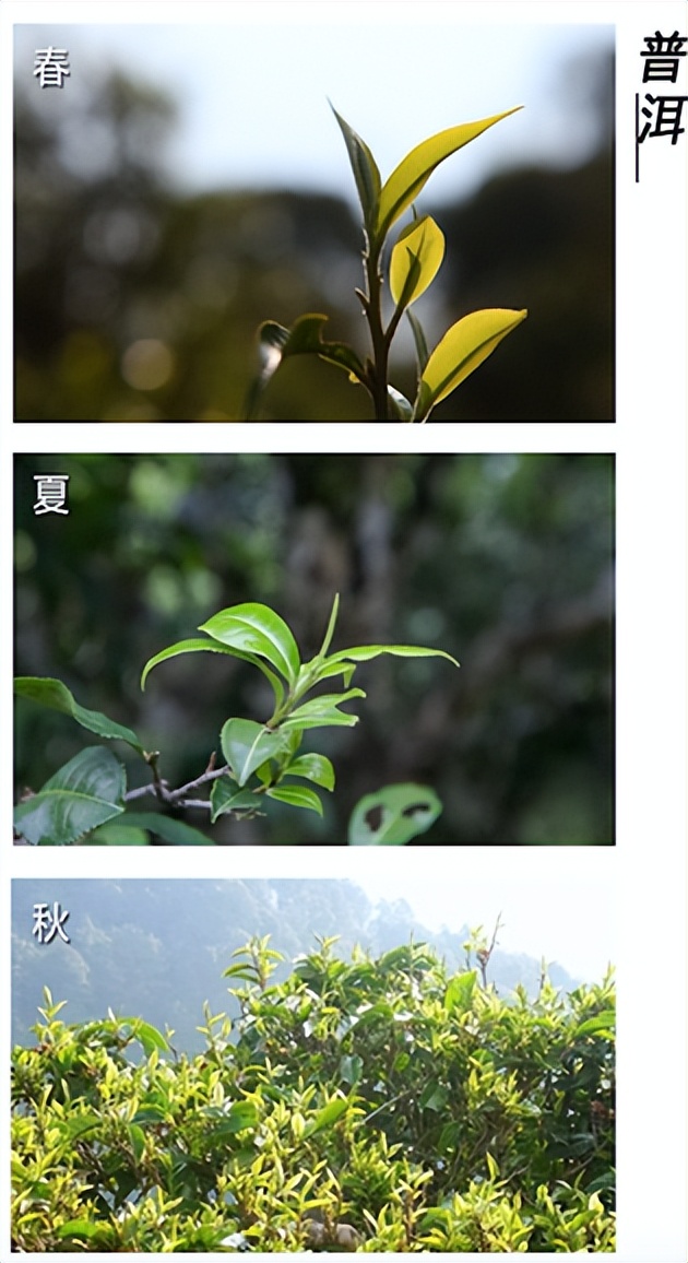 春茶的七大禁忌,四季春茶做什么茶比较好