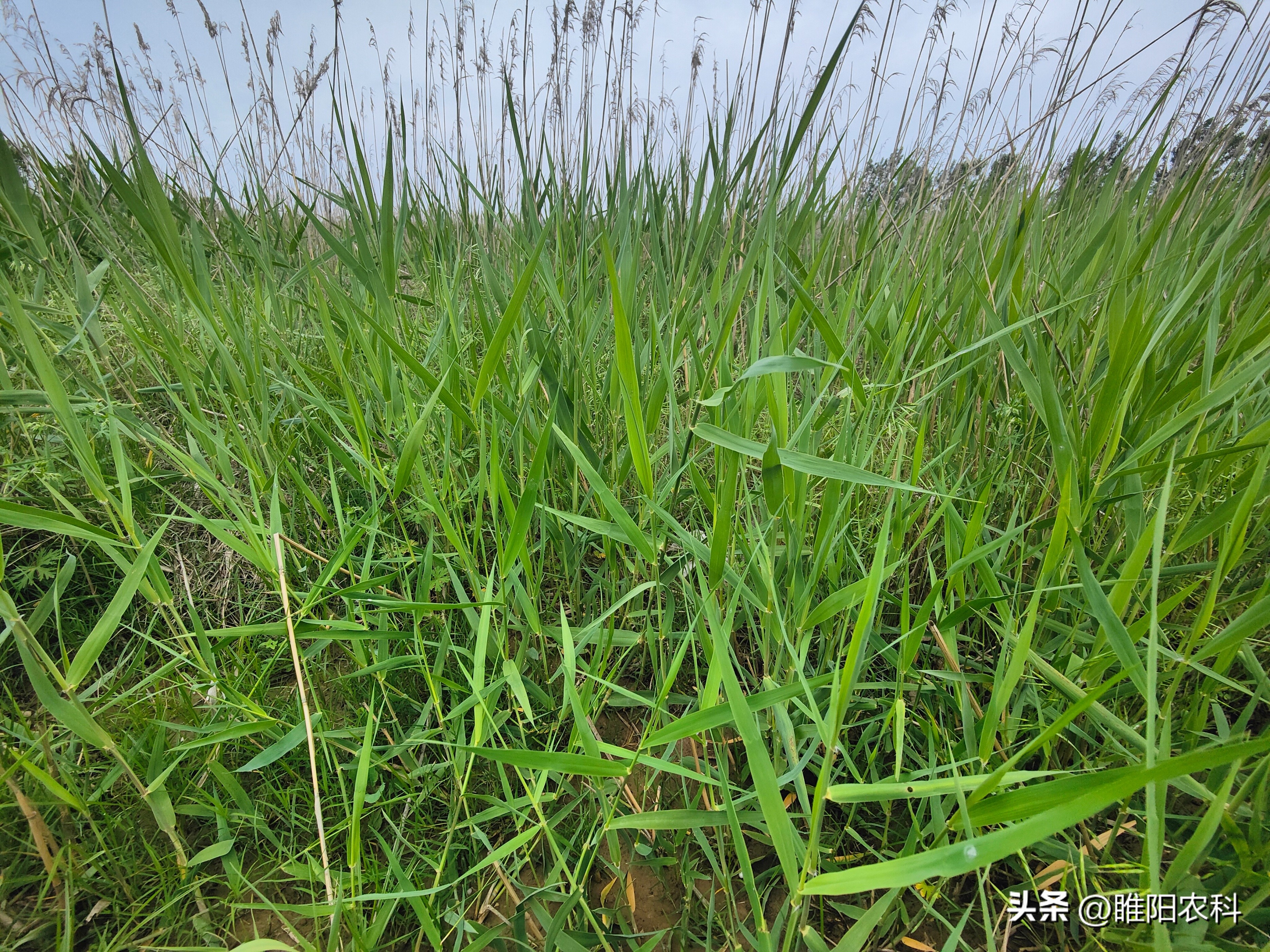 草甘膦防除恶性杂草,除杂草什么草甘膦最好