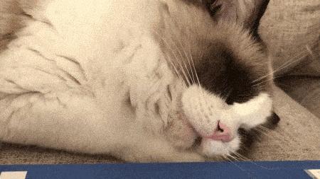 一按就灵！这5个猫咪身上的“奇妙开关”铲屎官按了没？