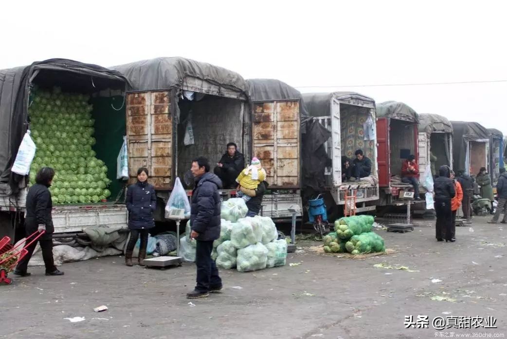 为什么蔬菜市场菜价不稳定,菜价轮番上涨怎么保住