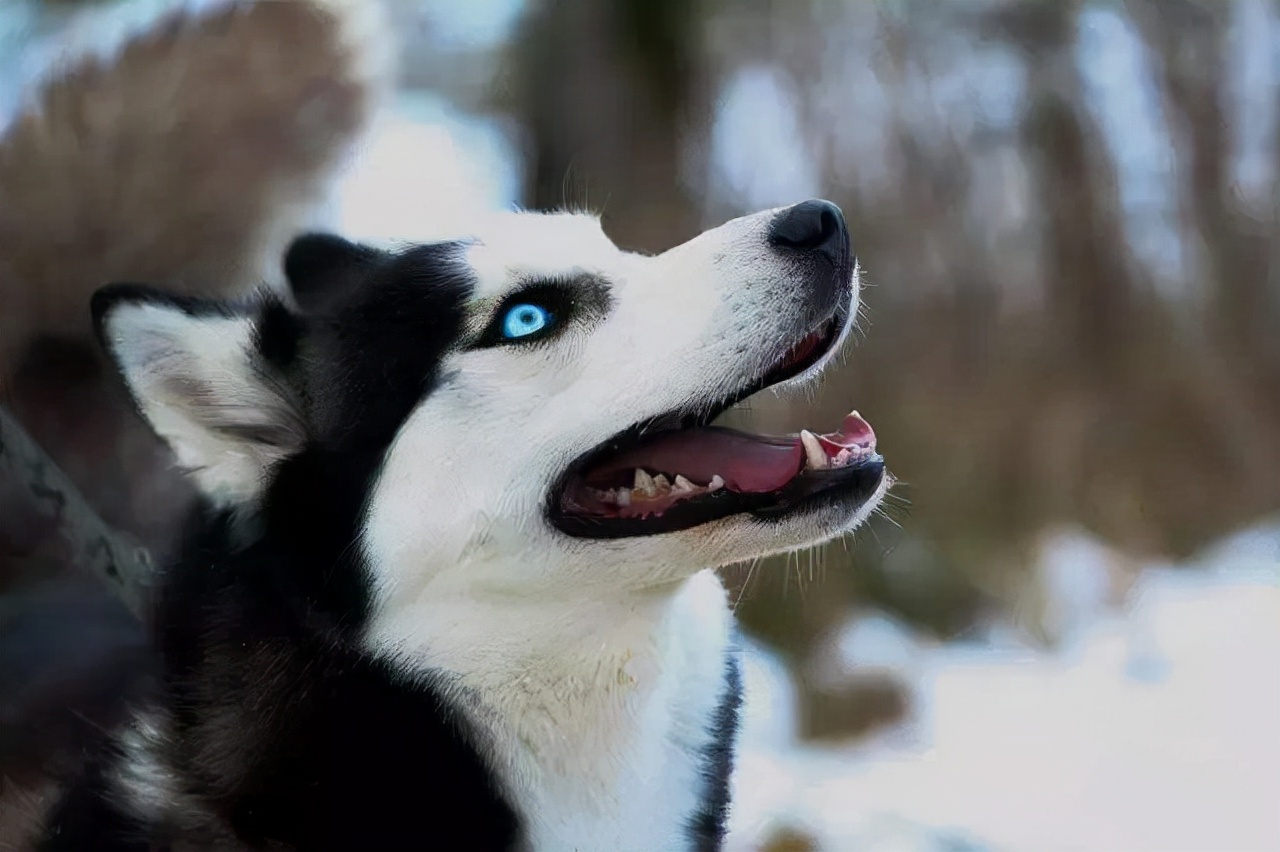 哈士奇西伯利亚雪橇犬,纯种西伯利亚雪橇犬哈士奇