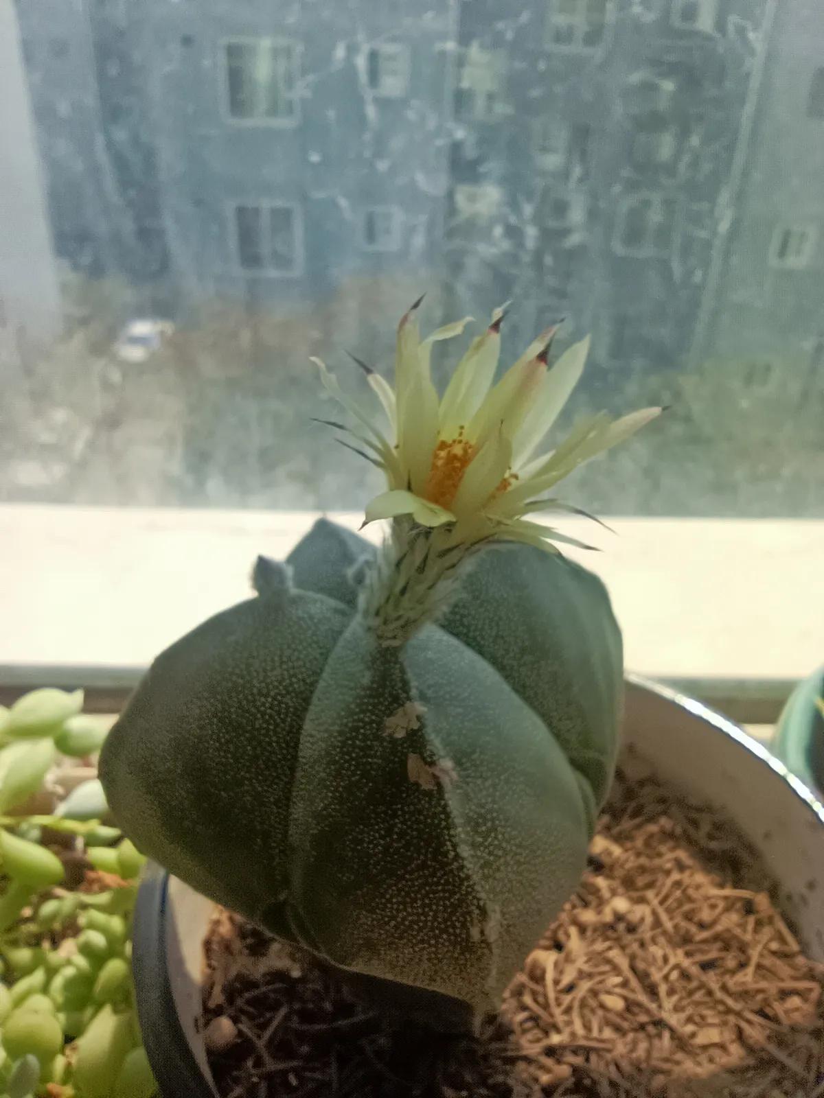 仙人球的花语完整版,仙人球的花期有多长时间呢