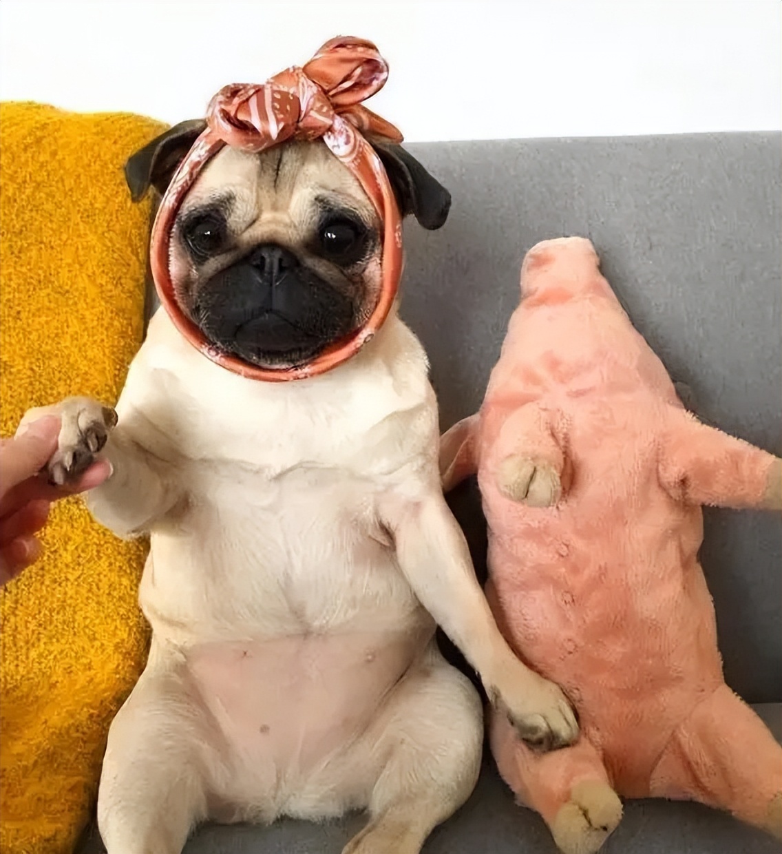 狗狗为什么一摸就拉肚子,狗狗为什么总是露肚皮