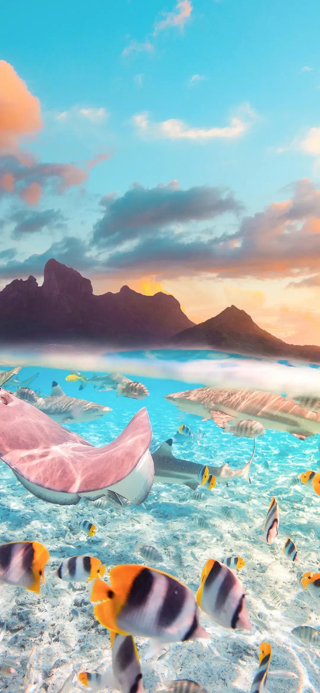 海底世界高清大图壁纸,手机动态海底世界鱼壁纸