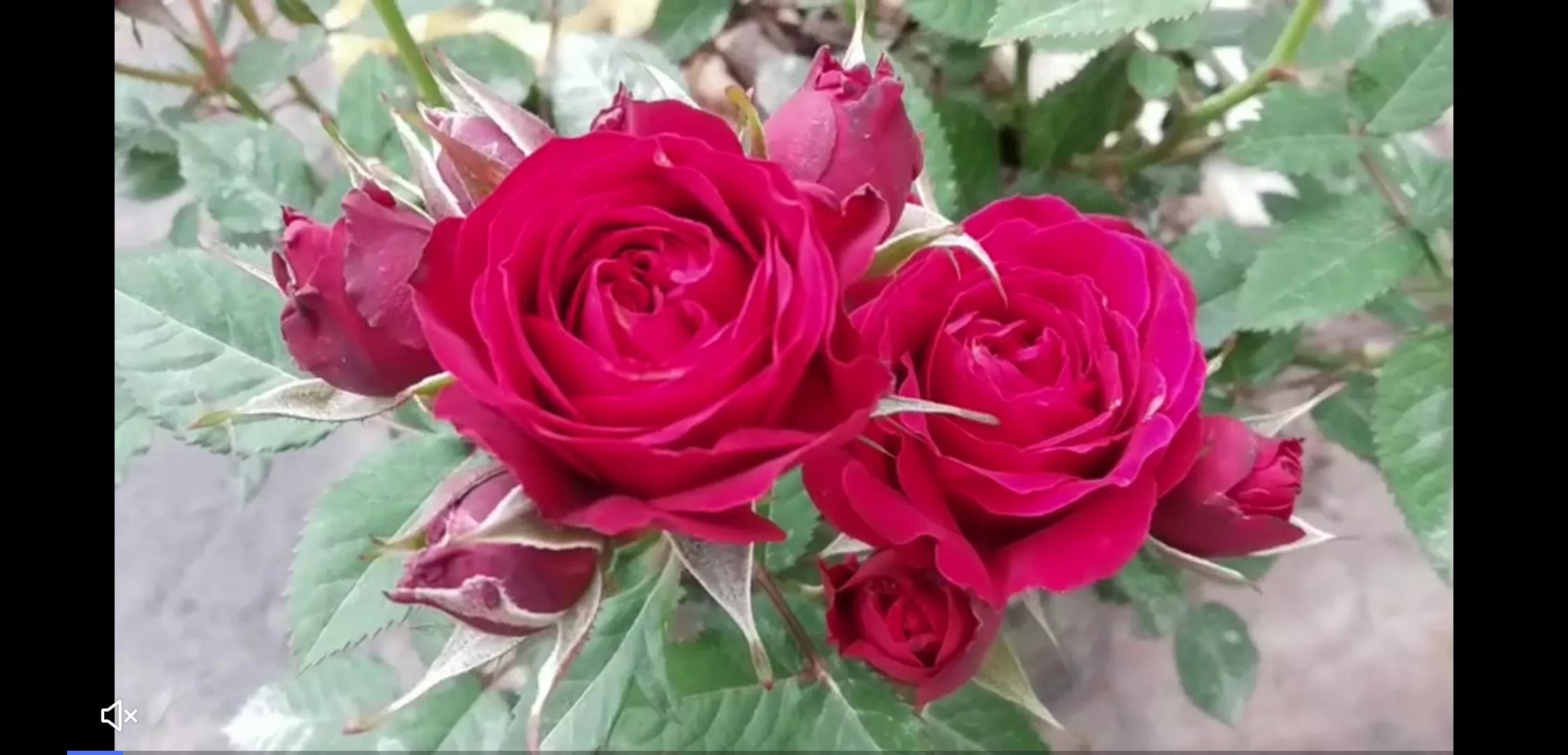 常见切花月季一览（45）