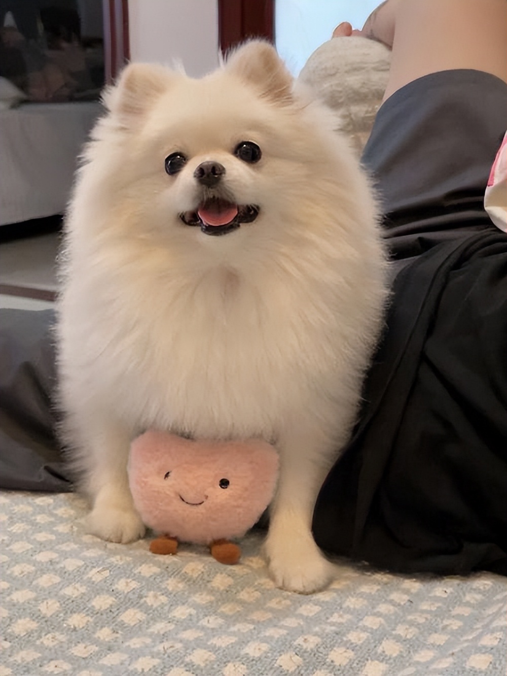 十大最长寿狗狗,长寿的狗狗都有哪些