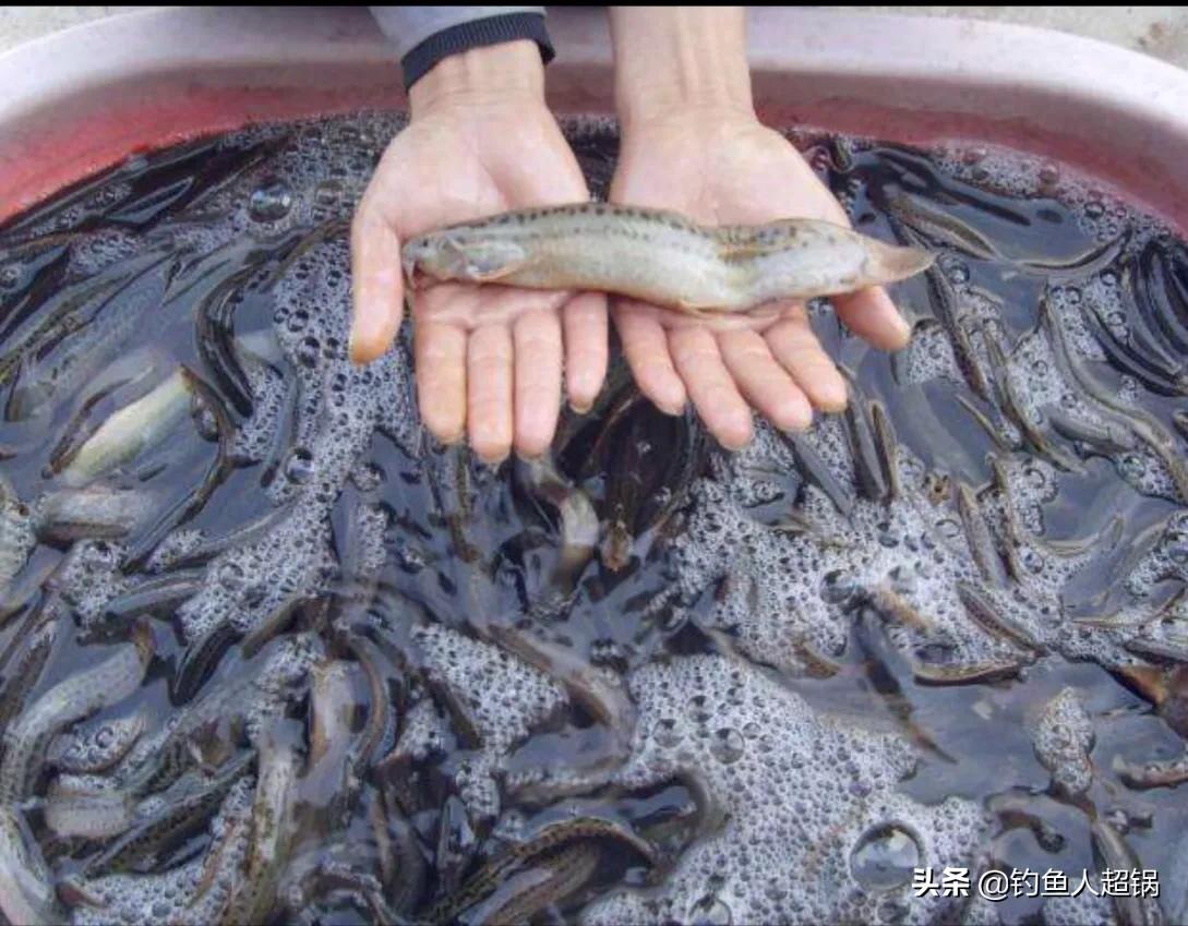 泥鳅钓鱼是白天好钓还是晚上好钓,泥鳅三天钓空水库