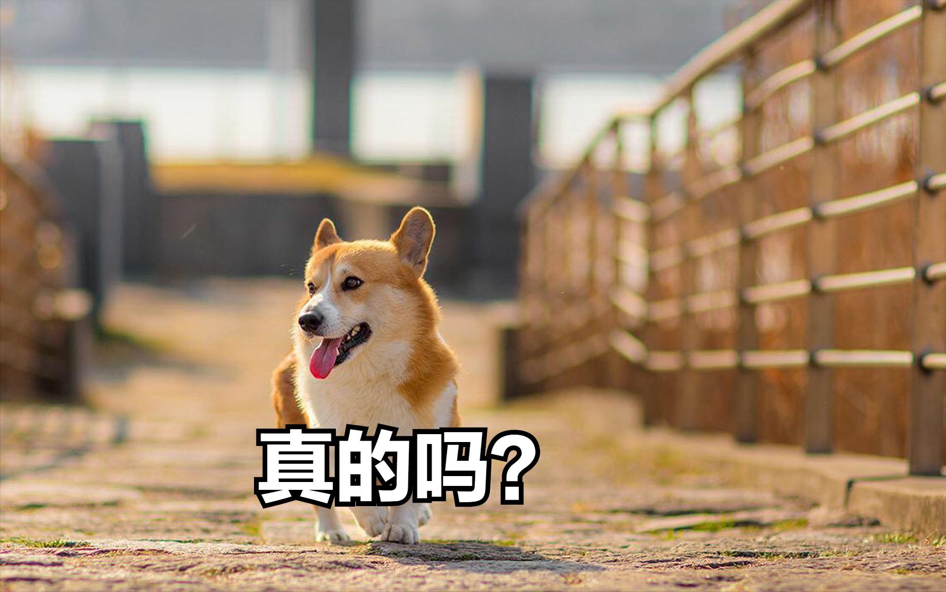 你家的狗有多聪明,如何判断自家狗是什么狗