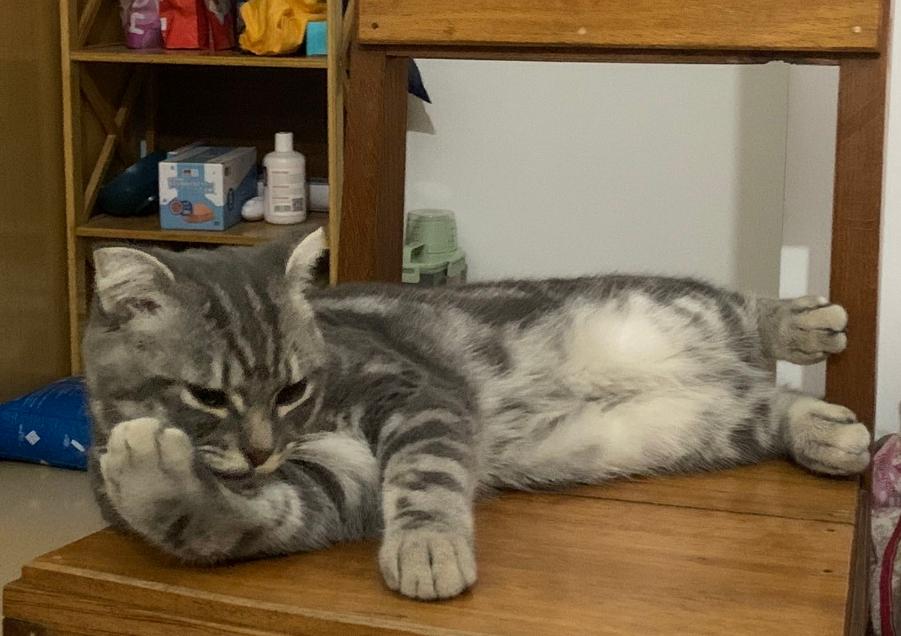 折耳猫不吃东西一直喝水,折耳猫宠物猫腿瘸了怎么办