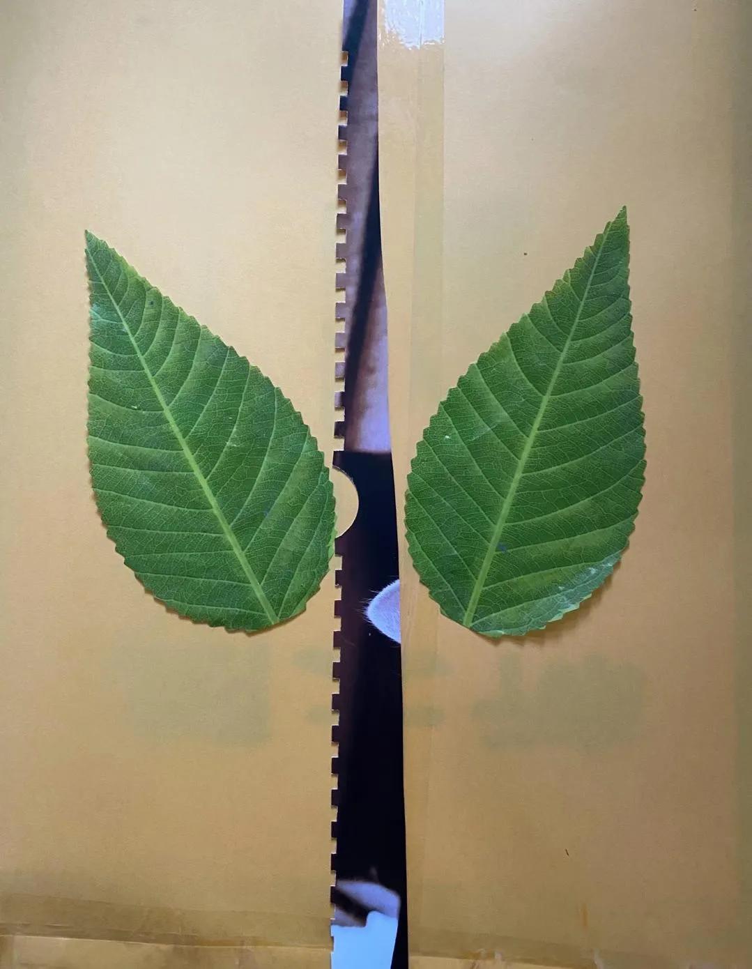 向明丨总有些无事生非的鸟事