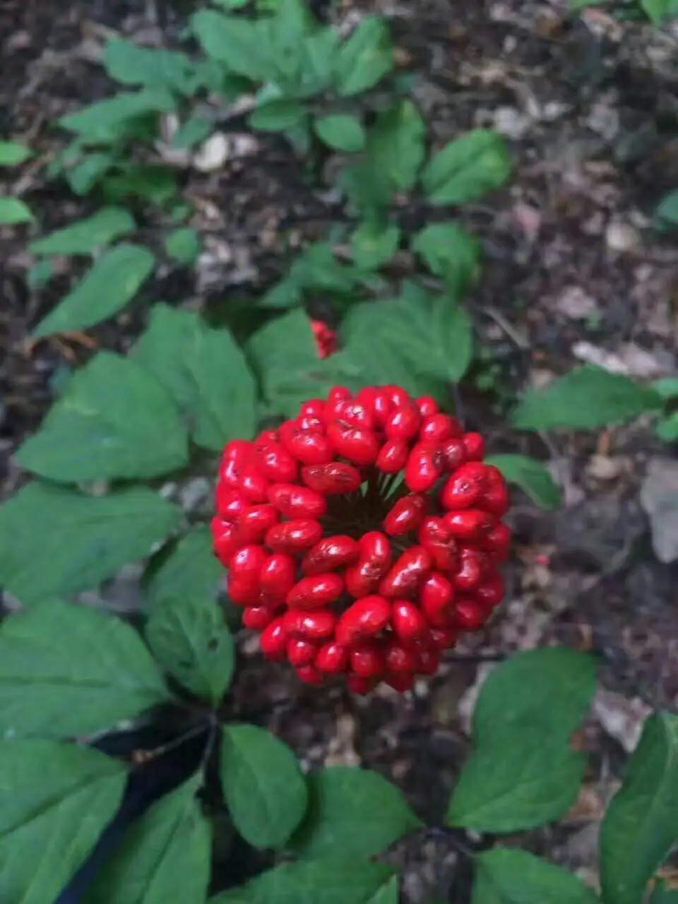 人参和园参品种一样吗,野生人参8两多少钱