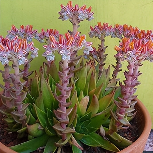 102个大类近500个多肉植物图片，都极其美丽，建议在家中也养一盆