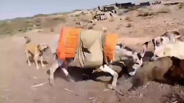 20张罕见的动物图片你看过几张,100张罕见动物照片