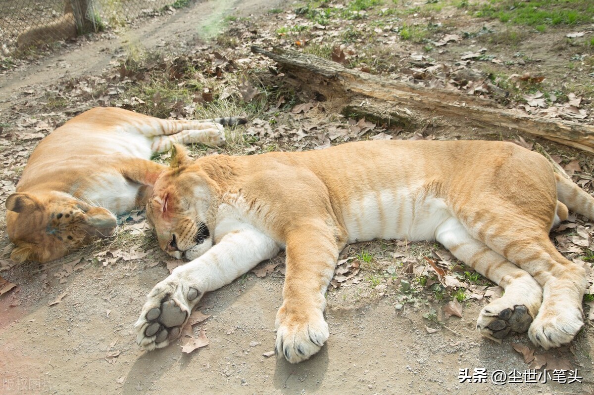 学习点《很杂很杂的杂学知识》68