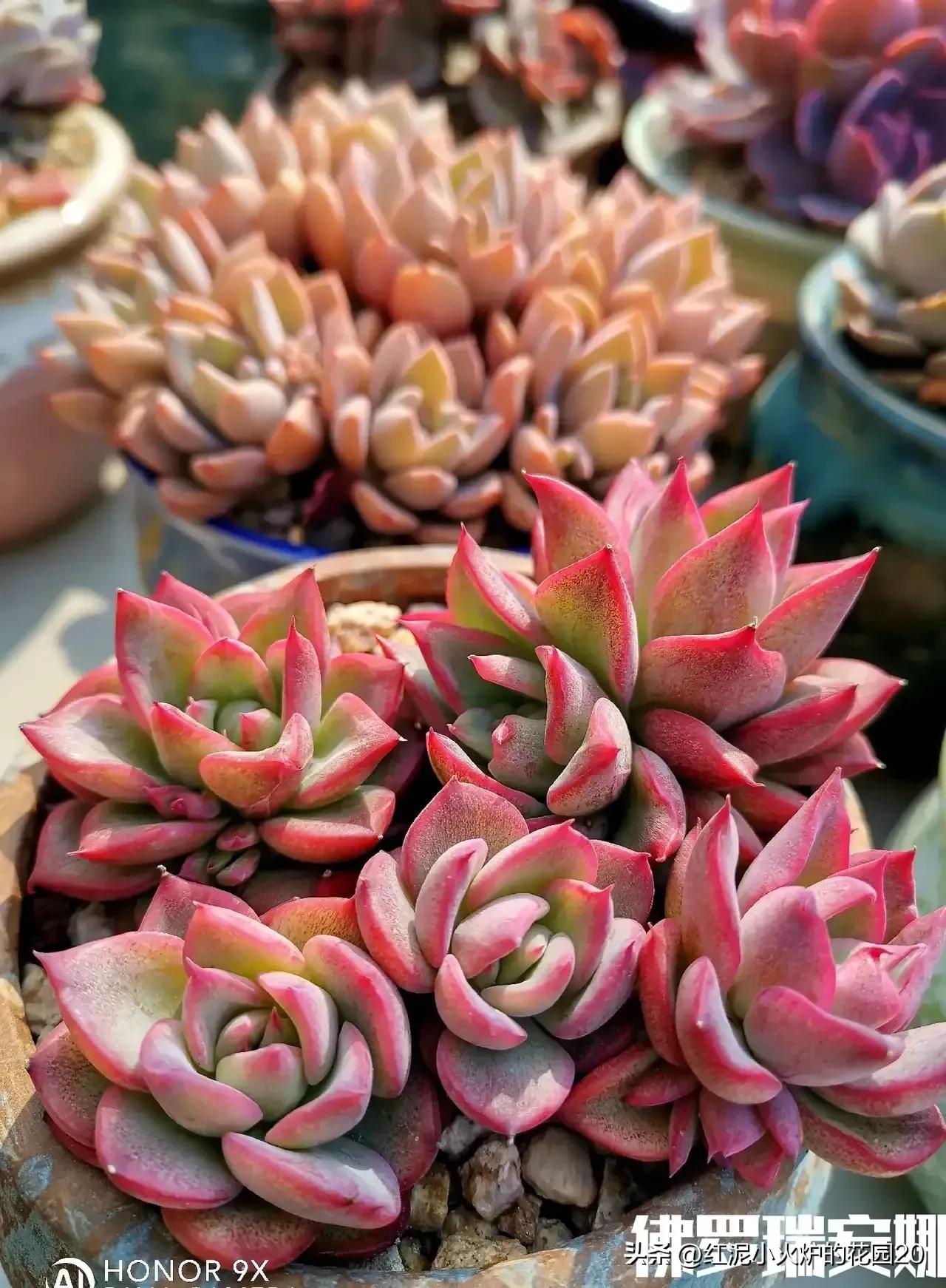 那些年我踩过的雷,那些年我踩过的坑原视频