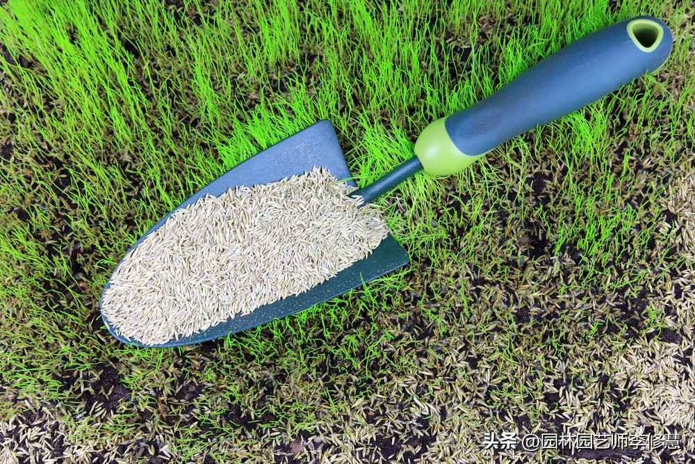 混播草坪比例怎么计算,混播草坪的养护方法