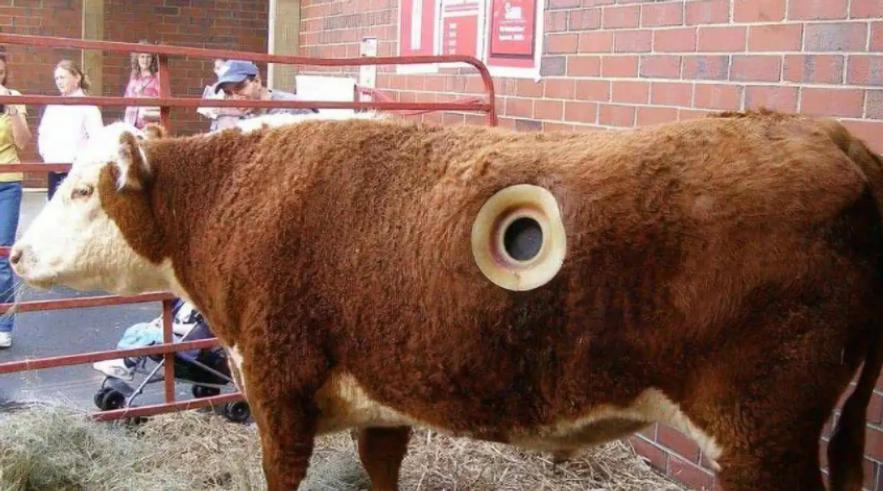 在牛身上掏个洞牛不会痛吗,牛为什么会在身上打洞