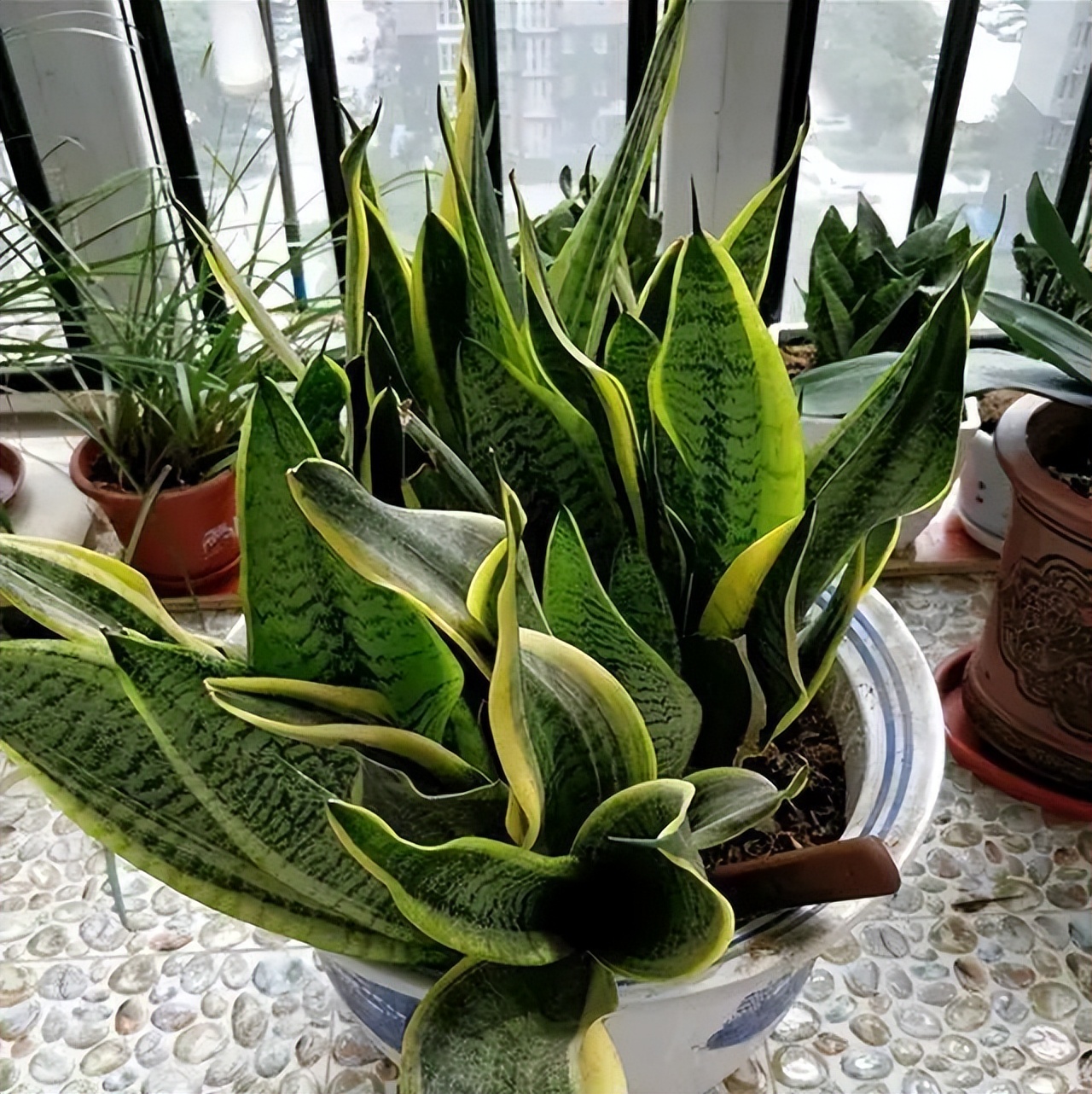 极度耐阴常绿10种花,6种花特别耐阴