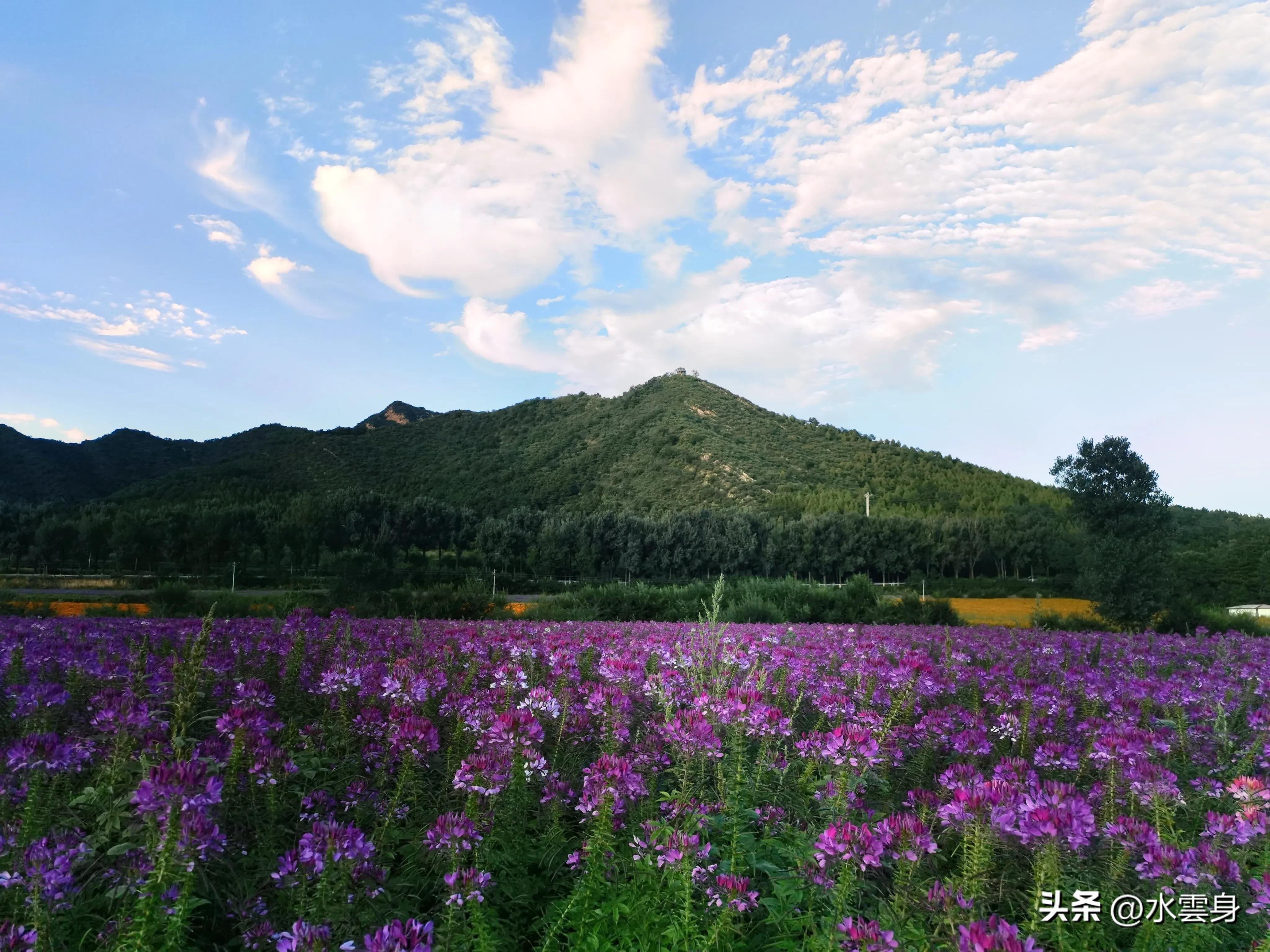 京郊赏花自驾游线路推荐,京郊免费景点一日自驾游路线攻略